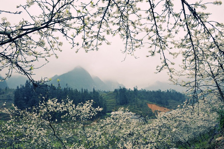 Moc Chau- a plateau of flowers - ảnh 4